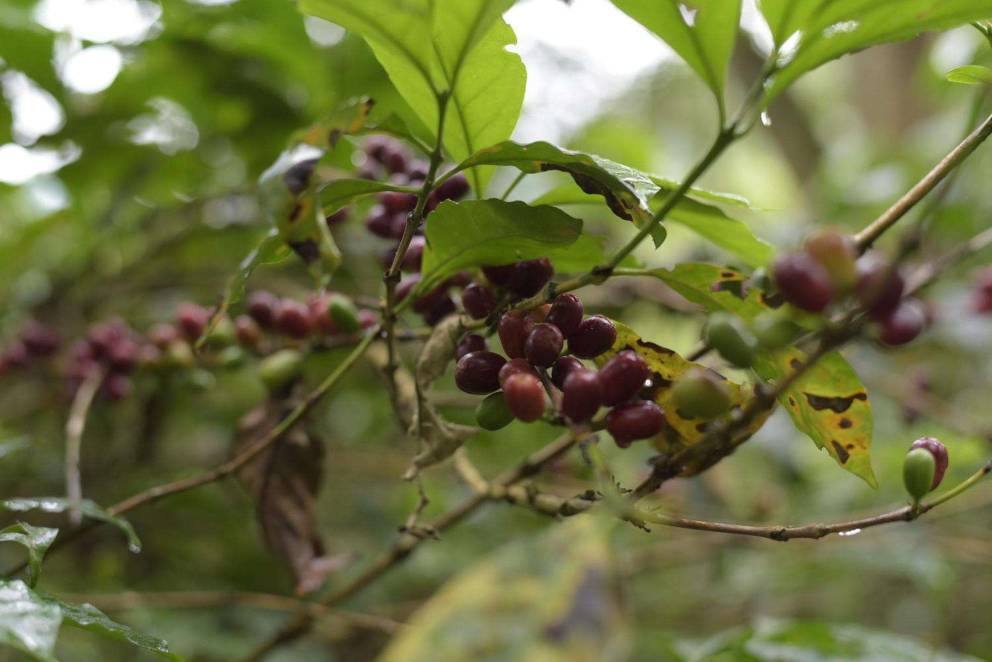 Hotel La Palma Y El Tucan - Cafe Y Naturaleza Zipacon ภายนอก รูปภาพ