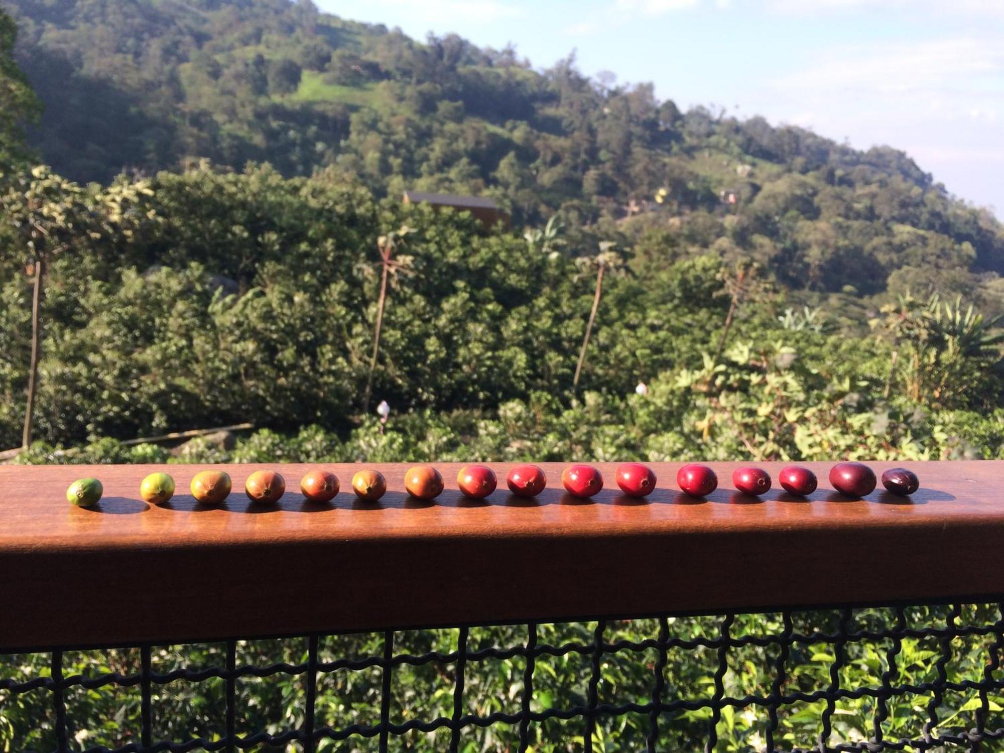 Hotel La Palma Y El Tucan - Cafe Y Naturaleza Zipacon ภายนอก รูปภาพ